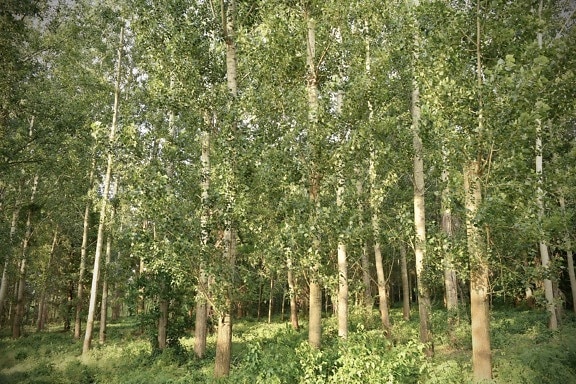 rừng, Poplar, cây xanh, cây, mùa xuân thời gian, cảnh quan, lá, cây, Bạch dương, gỗ