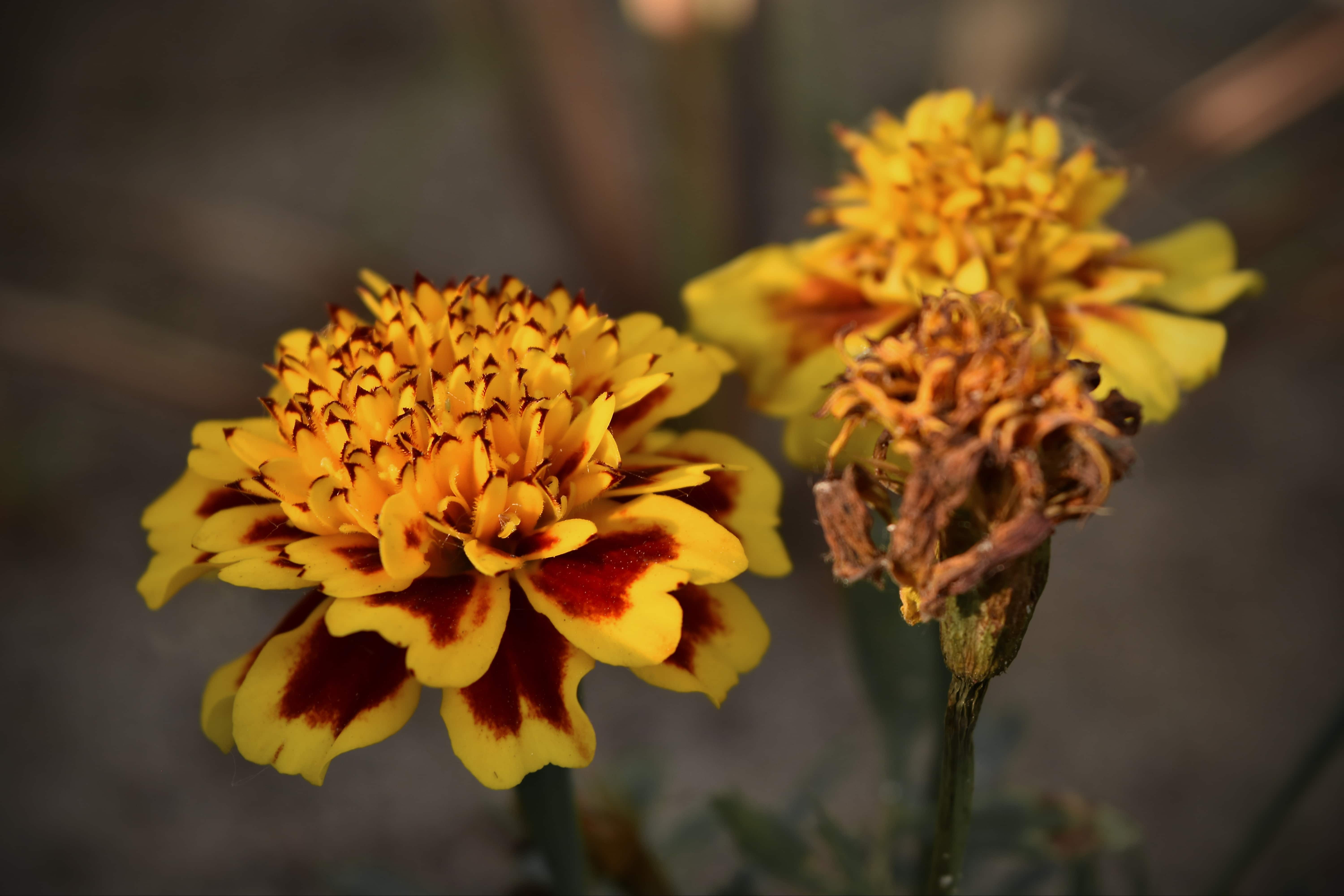 フリー写真画像 オレンジ黄色 カーネーション 花 ガーデン 野生の花 自然 黄色 花 ハーブ 工場