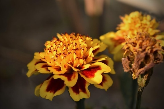 flowers, carnation, close-up, plant, nature, yellow, spring, flower, petal, wildflower