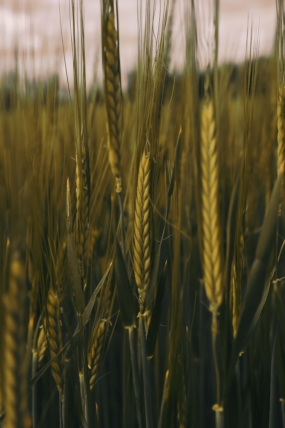 Wheatfield, hvete, rug, nært hold, grønne blader, landbruk, Bygg, sommer, korn, landlig