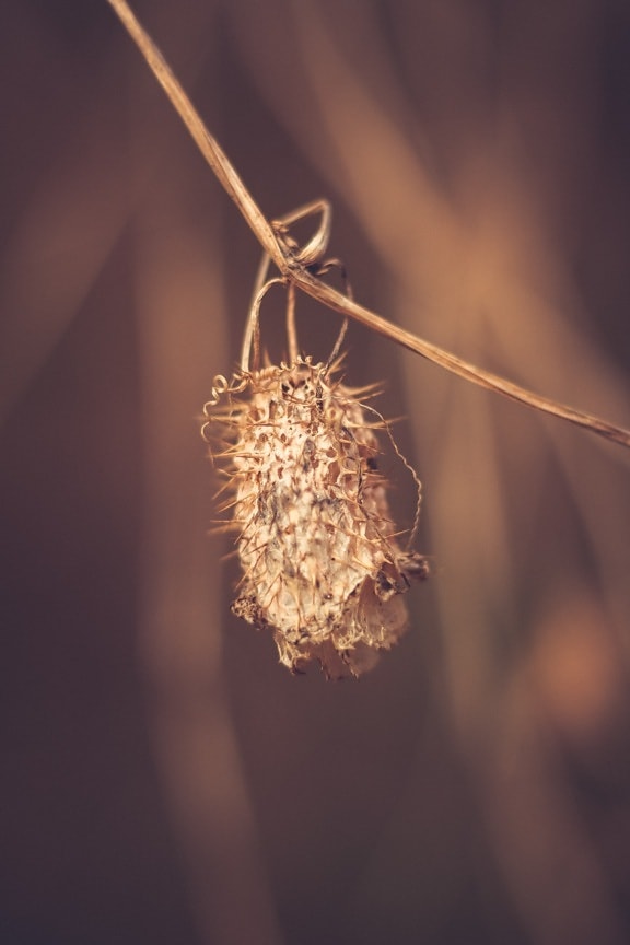 seed, herb, branchlet, dry season, close-up, sepia, plant, summer, natural, grass