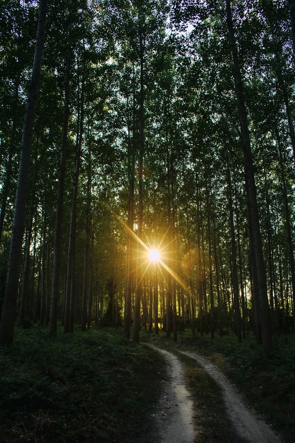 lesní cesta, slunečních paprsků, sluneční světlo, podsvícení, světlé, krajina, stromy, strom, les, parku