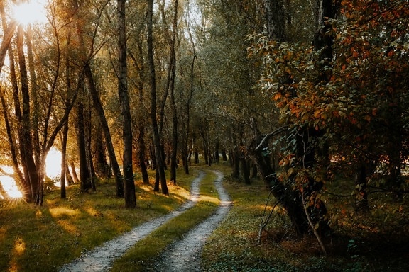 lesní cesta, Sluneční svit, les, slunečních paprsků, stromy, krajina, strom, parku, podzim, sezóny