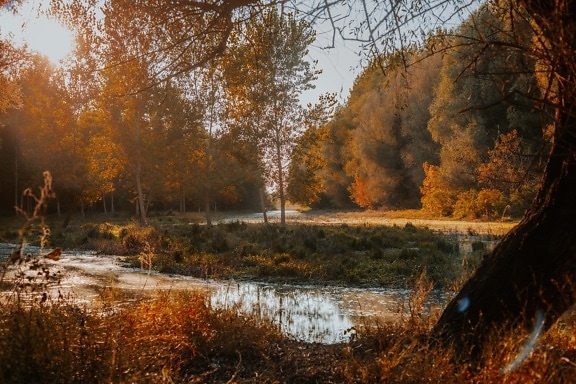 pantano, majestuoso, sol, soleado, Otoño, orilla del río, árboles, árbol, paisaje, otoño