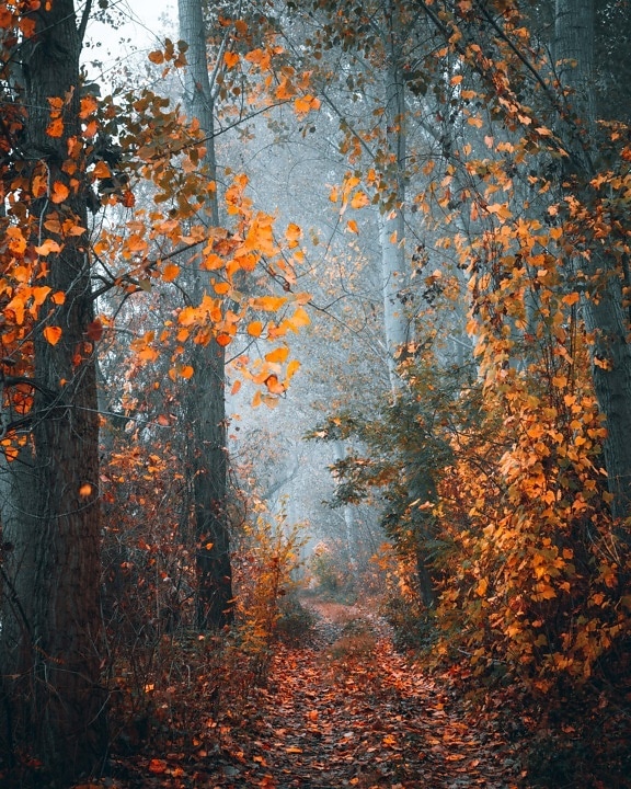 ködös, reggel, erdei út, ősz, erdei ösvényen, fa, erdő, sárga, levelek, lombozat