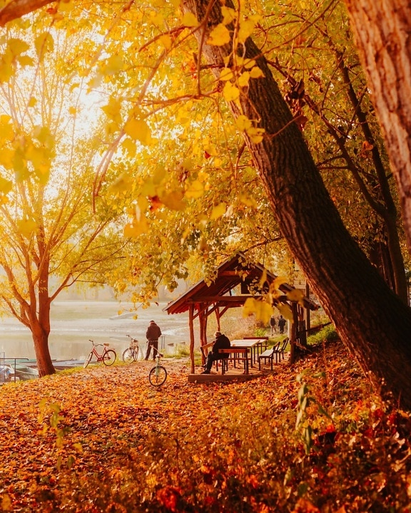 musim gugur musim, sinar matahari, cerah, pemandangan, kayu, kuning, daun, hutan, pohon, musim gugur