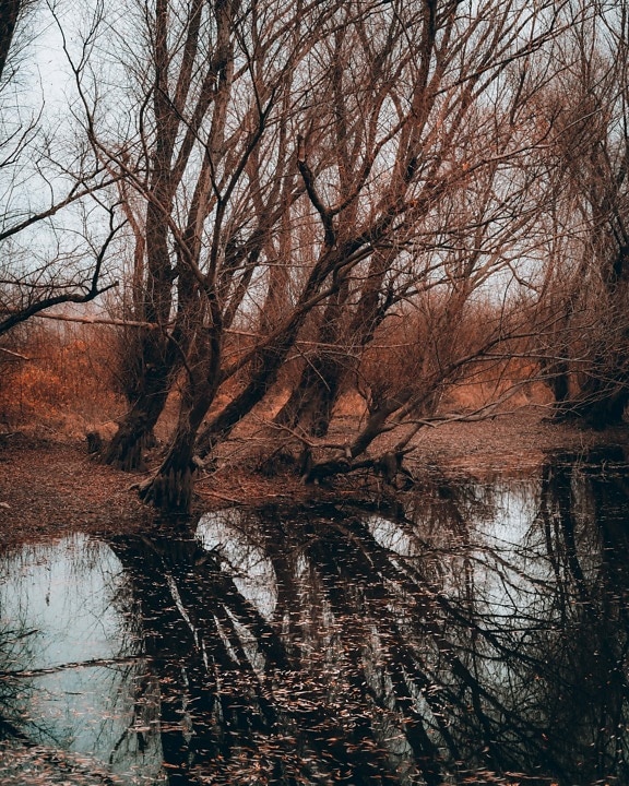 swamp, autumn, trees, tree, forest, landscape, nature, dawn, wood, water
