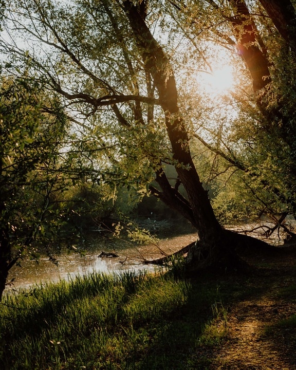 channel, swamp, spring time, sunlight, sunny, trees, backlight, foliage, branches, tree