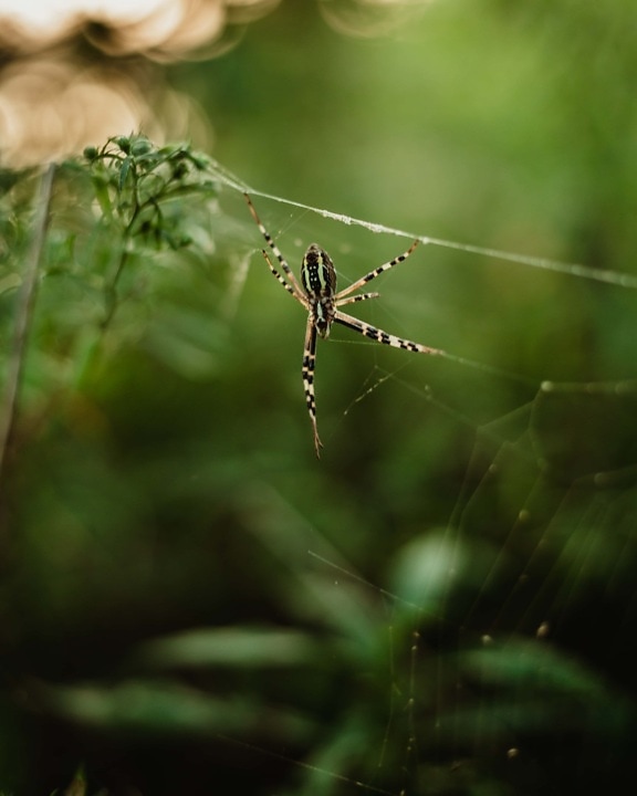 spider, spiderweb, close-up, wilderness, animal, green, insect, animals, blurry, detail