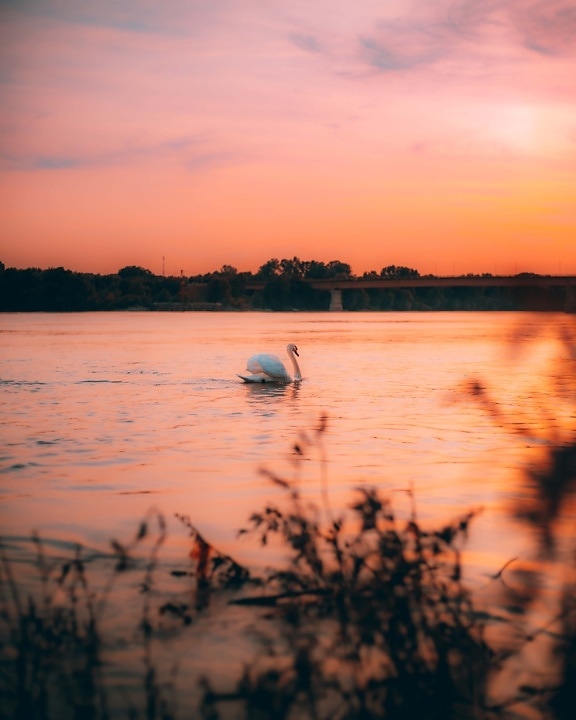 sunset, swan, grace, bird, riverbank, swimming, river, water, sun, lake