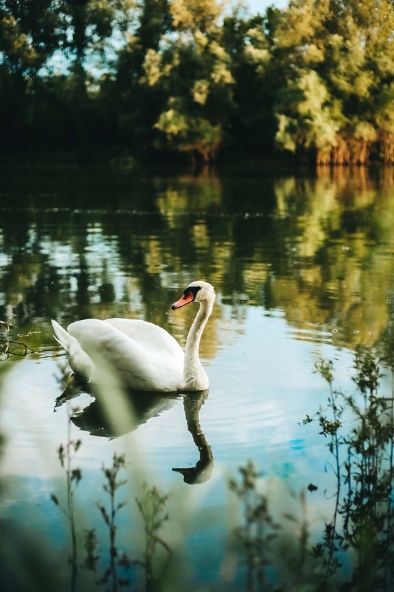 swan, aquatic bird, wading bird, water, wildlife, beak, lake, wild, birds, pelican