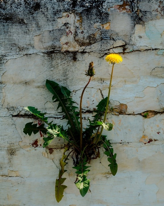 bunga liar, Dandelion, dinding, batu bata, habitat, kelangsungan hidup, ramuan, grunge, bunga, alam