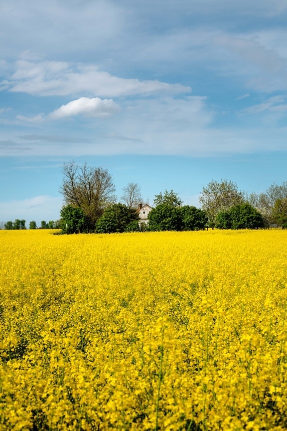 rapeseed, rural, agriculture, meadow, landscape, field, fruit, nature, countryside, summer