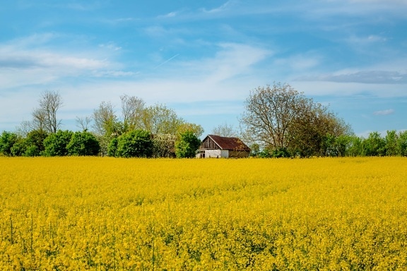 rapeseed, abandoned, farm, farmhouse, rural, landscape, agriculture, meadow, field, nature