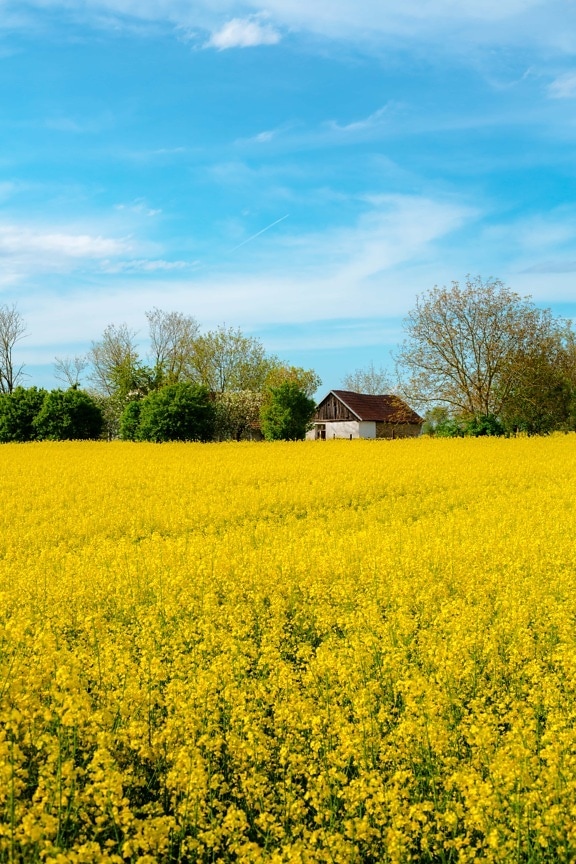 sunny, agricultural, field, rapeseed, rural, seed, agriculture, landscape, nature, countryside