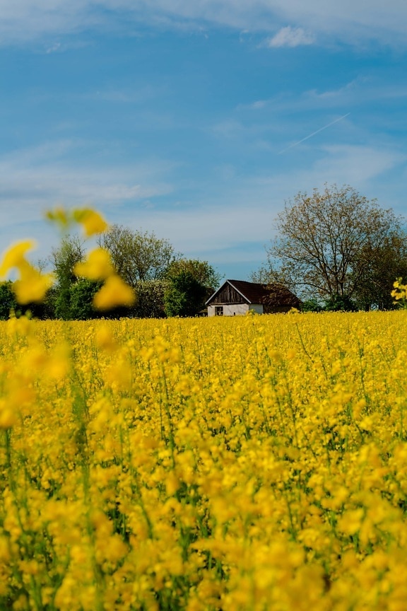 farmland, farmhouse, rapeseed, spring time, rural, meadow, field, countryside, landscape, nature
