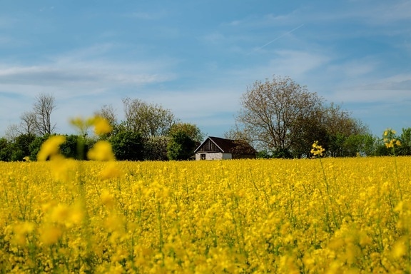 rapeseed, agricultural, field, rural, agriculture, seed, landscape, nature, countryside, summer