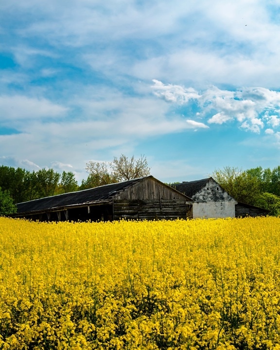 farmland, farmhouse, shed, rapeseed, agriculture, rural, seed, nature, field, landscape