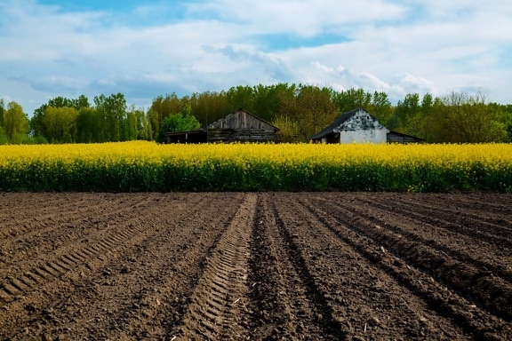 agriculture, rapeseed, rural, landscape, farm, soil, field, ground, crop, nature