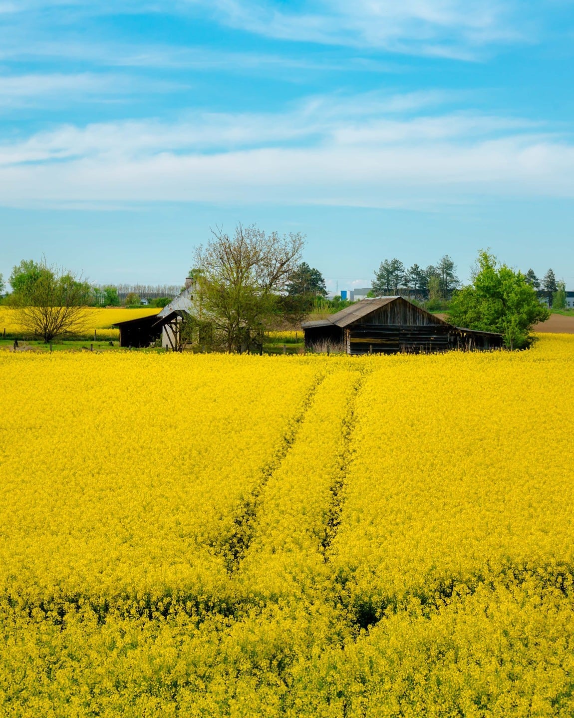 Darmowy Obraz Rolnych Rzepaku Pole Farmhouse Zagroda Grunt W Rolnych Obszar W Wiejskich