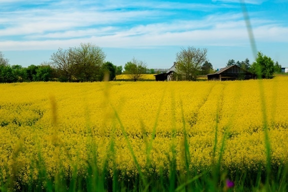 agriculture, rapeseed, yellowish, field, farmhouse, farm, ranch, meadow, rural, landscape