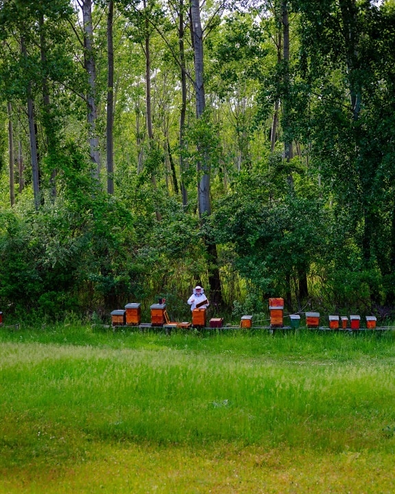 beehive, farmer, agriculture, forest, tree, wood, summer, nature, landscape, outdoors