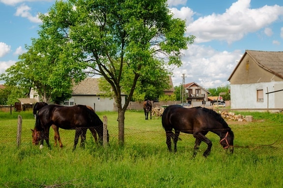 pastoreio, cavalos, rural, quintal, vila, fazenda, rancho, grama, égua, cavalo