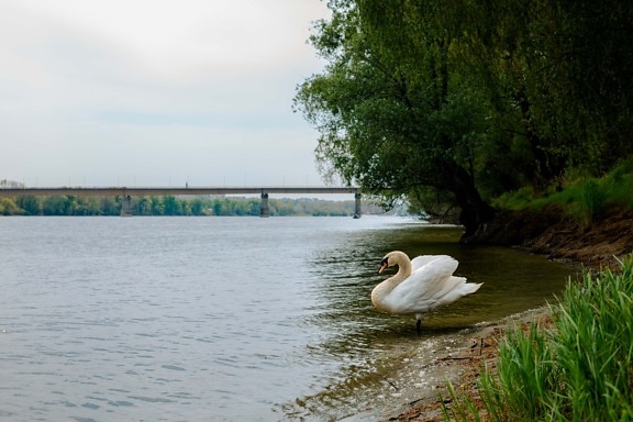 blanco, cisne, vista lateral, pájaro, orilla del río, Ecología, Río, aves acuáticas, agua, Lago