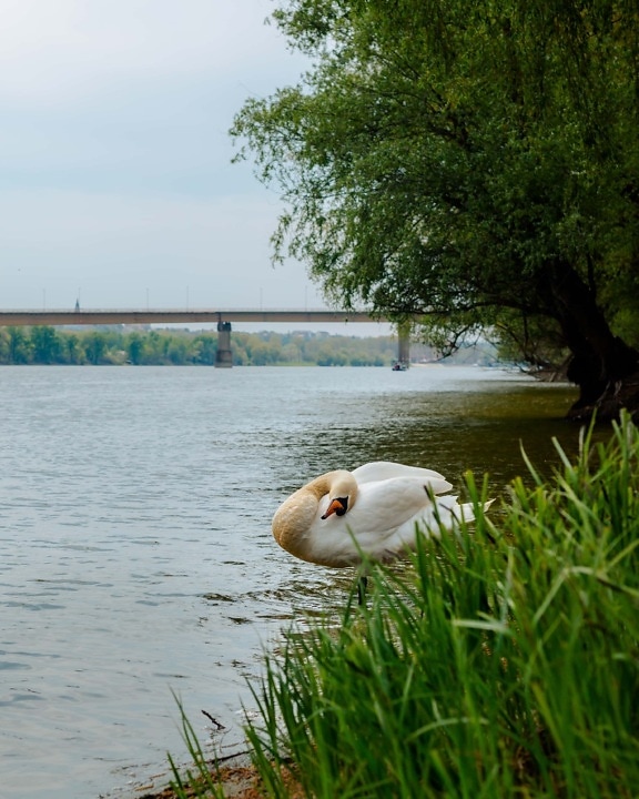 swan, big, riverbank, riverbed, water, shore, lakeside, lake, bird, nature