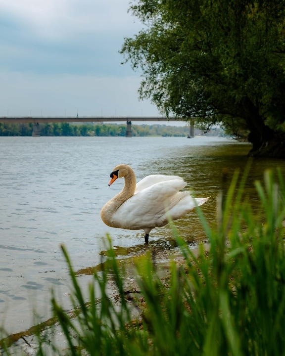 swan, side view, standing, riverbank, bird, waterfowl, lake, aquatic bird, water, river