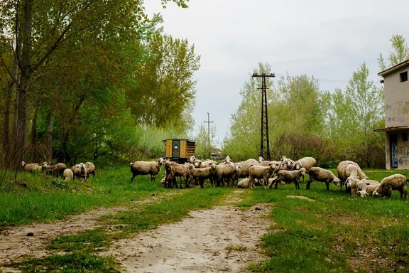 Schafe, des ländlichen Raums, Dorf, Straße, Bauernhof, Ranch, Gras, Vieh, Landschaft, Landwirtschaft