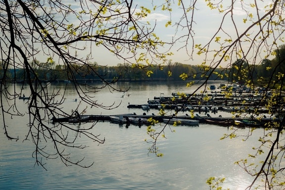 ramas, junto al lago, Puerto, barcos, motora, agua, árbol, invierno, naturaleza, paisaje