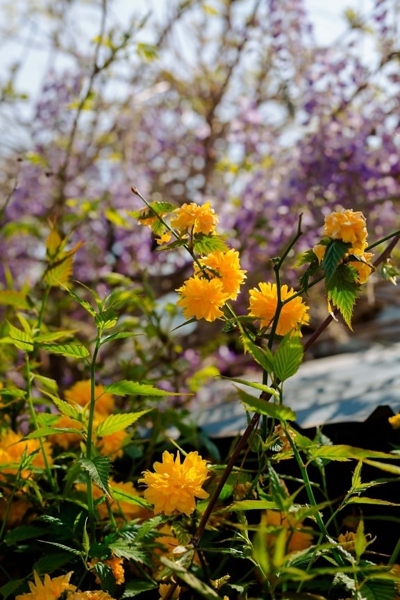 amarelo alaranjado, arbusto, tempo de primavera, Ramos, flores, amarelo, folha, erva, flor, natureza