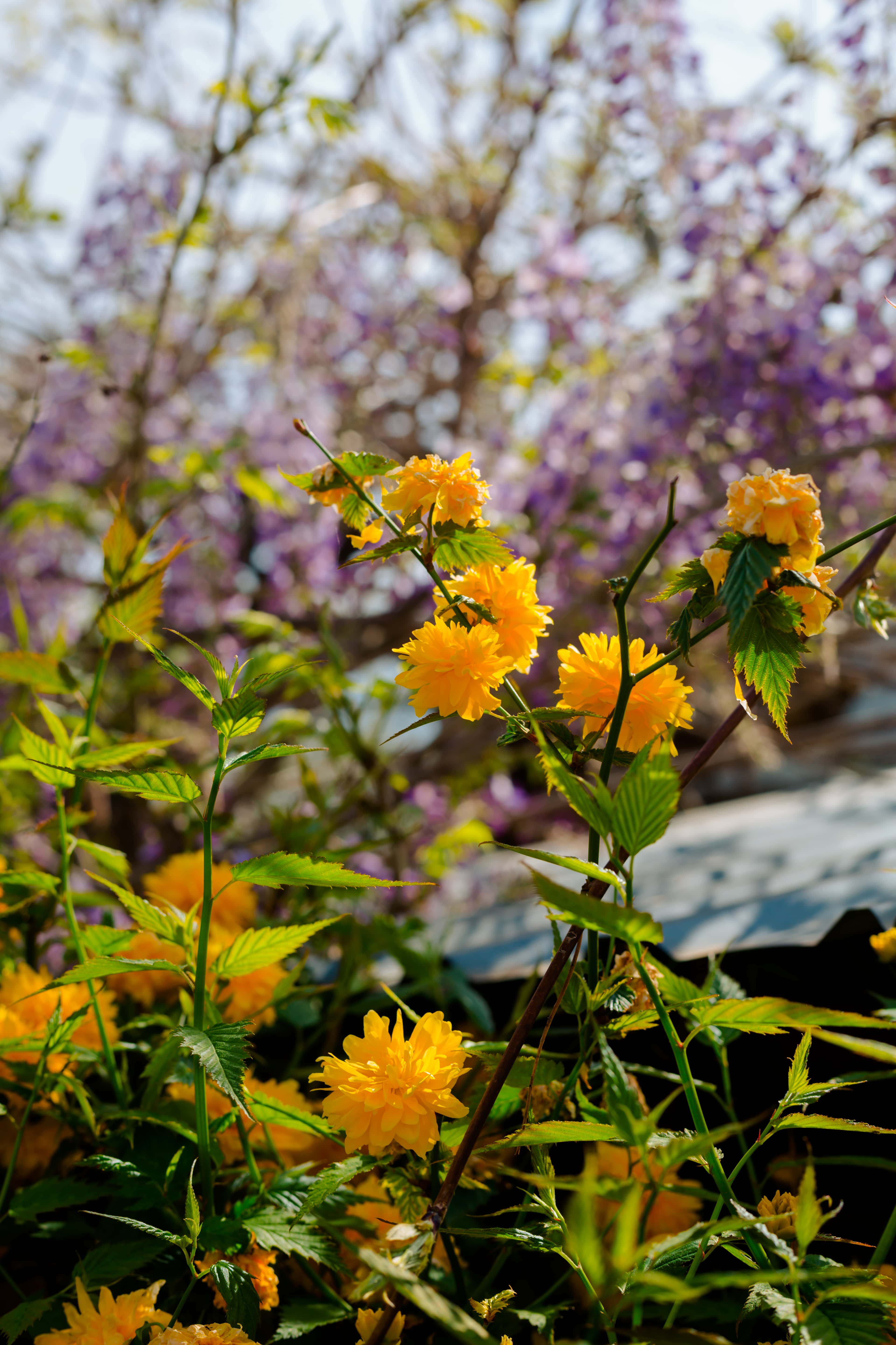 フリー写真画像 オレンジ黄色 低木 春の時間 枝 花 黄色 葉 ハーブ 花 自然