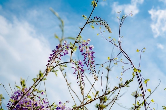 tiempo de primavera, Acacia, púrpura, flores, ramita, rama, planta, hoja, árbol, flor