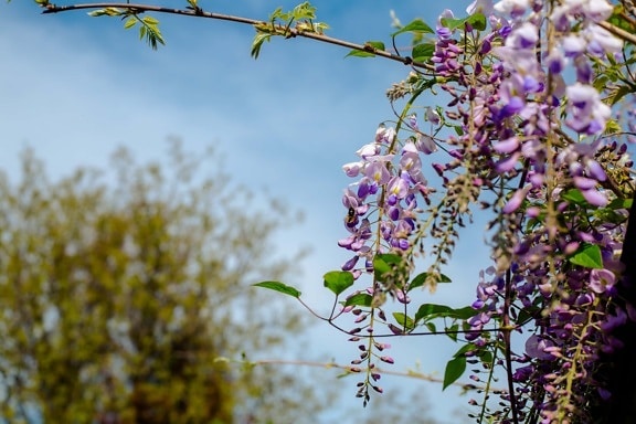 Acacia pycnantha, branches, floraison, violet, fleur, nature, plante, feuille, branche, arbre