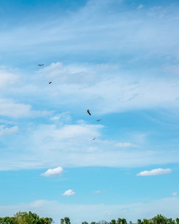 volador, aves, distancia, cielo azul, vuelo, tiempo en, en la nube, alta, naturaleza, aire