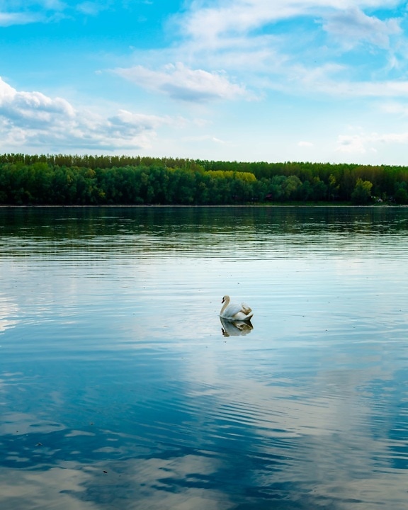 calm, atmosphere, lakeside, swan, water, reflection, shore, lake, river, nature