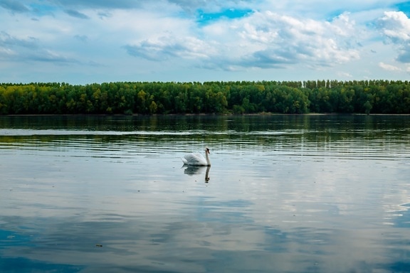 облака, на берегу озера, лебедь, природа, отражение, озеро, вода, птица, река, лето