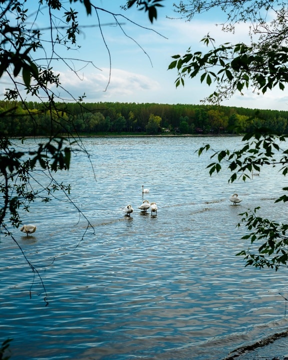 aves acuáticas, reflexión, naturaleza, Lago, pájaro, agua, Río, árbol, paisaje, verano