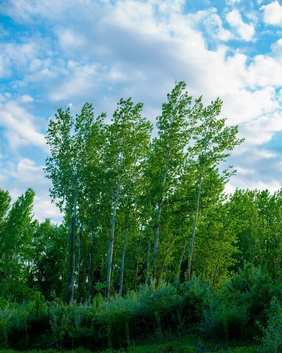 trees, greenery, poplar, green leaves, wind, blue sky, spring time, leaf, wood, forest