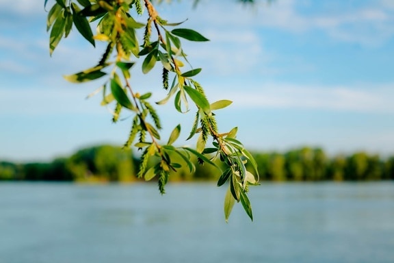 branchlet, green leaves, river, riverbank, outdoor, tree, plant, nature, leaf, water