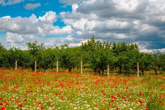 trees, agriculture, orchard, fence, poppy, grass plants, meadow, field, idyllic, landscape