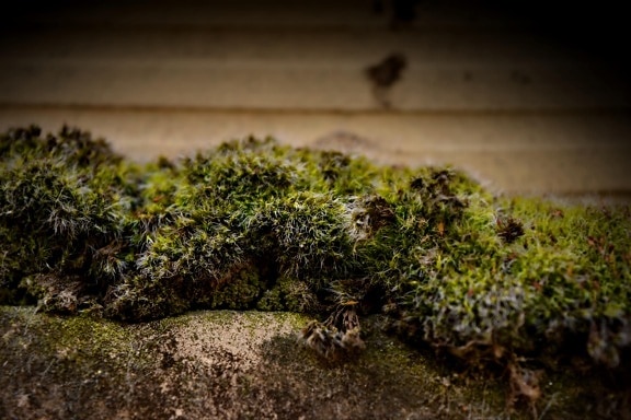 lichen, mousse, organisme, vie, fermer, plante, nature, herbe, flore, à l’extérieur