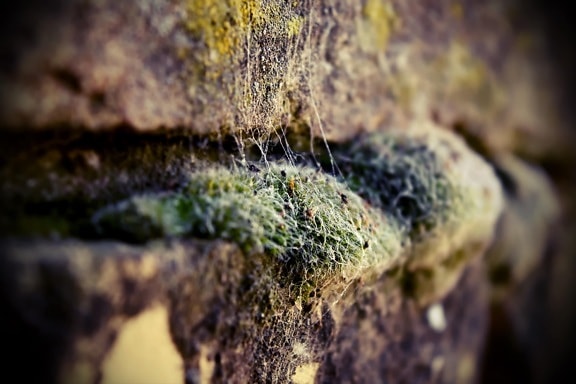 bricks, mossy, lichen, close-up, herb, organism, moss, spider web, nature, stone