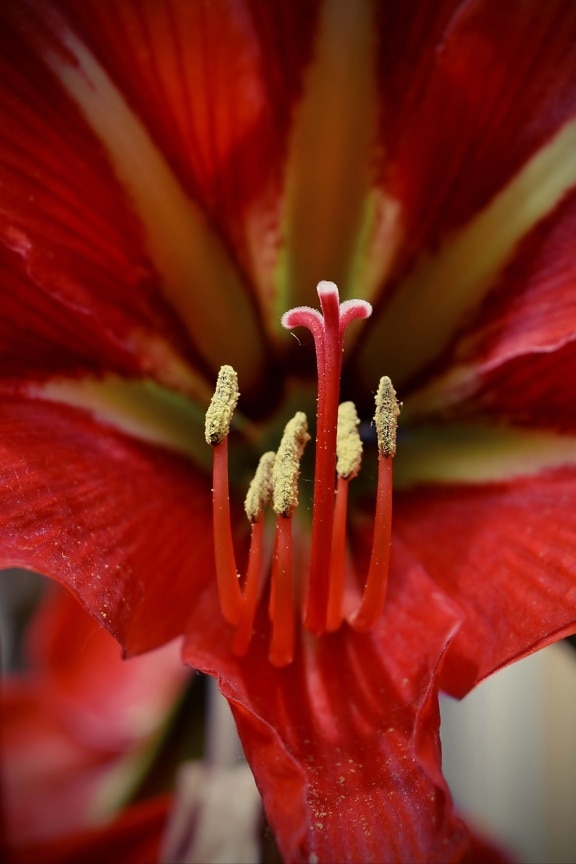 amaryllis, pistil, close-up, macro, nature, flower, shrub, stamen, plant, lily