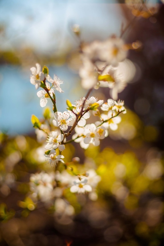 sunny, weather, spring time, branches, white flower, orchard, fruit tree, branch, garden, spring