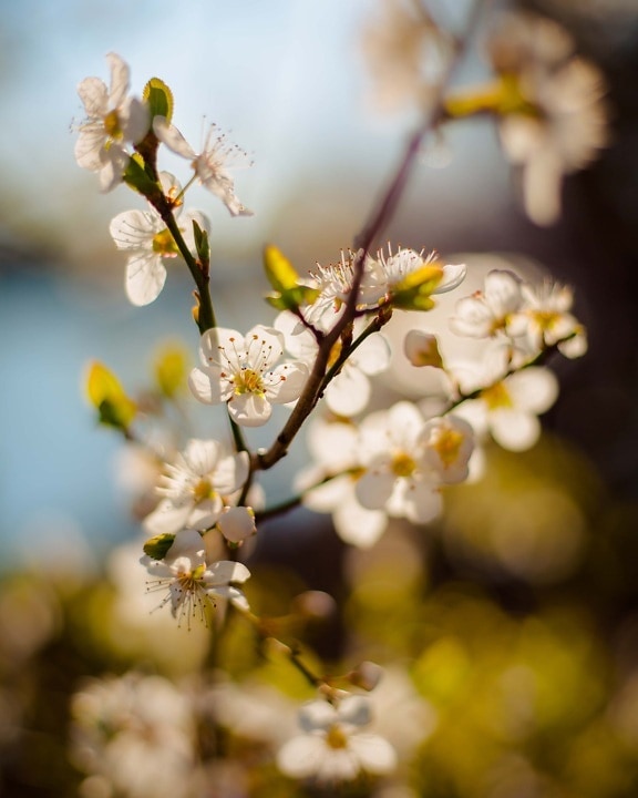 Jarní čas, pobočky, Bílý květ, slunečno, příroda, jaro, závod, větev, květ, květ