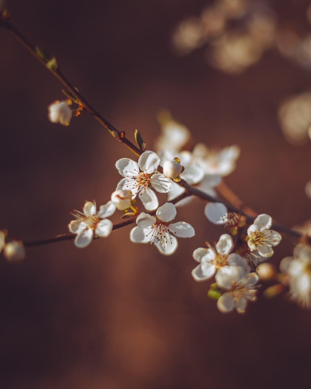 フリー写真画像 春の時間 果樹園 フルーツの木 フォーカス 白い花 花のつぼみ ツリー 梅 自然 花