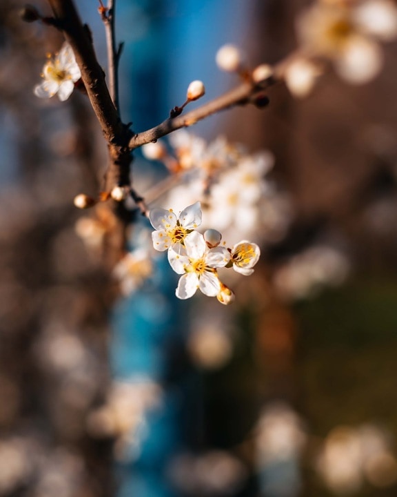 spring time, branches, focus, flower bud, flower, herb, blossom, plant, tree, branch